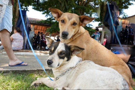 defesa animal, feira de adoção animal,